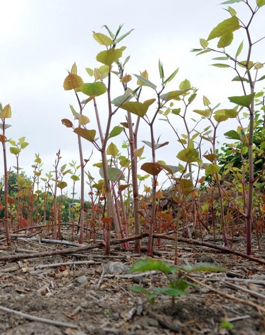 Japanese Knotweed Indemnity Insurance
